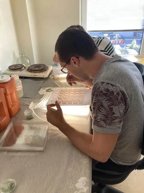 Laborantas vertina mėginius laboratorijoje